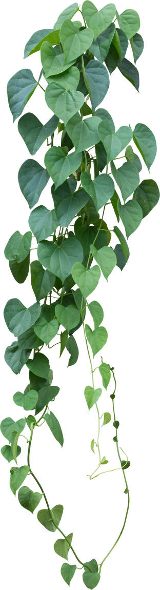 Vine Plant with Green Leaves