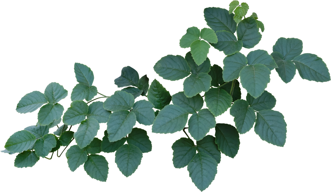 Cutout of Vine of Green Leaves